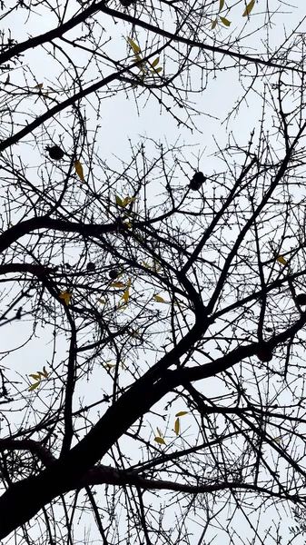 Granatäppleträd Med Fallna Blad Vintern — Stock vektor