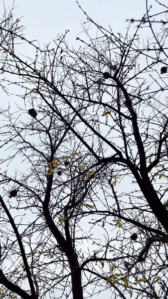 Granatapfelbaum Mit Abgefallenen Blättern Winter — Stockvektor