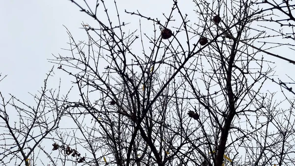 Granatapfelbaum Mit Abgefallenen Blättern Winter — Stockvektor