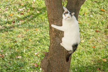 Beyaz kedi doğada ağaca tırmanıyor.