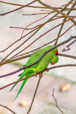 Doğadaki ağacın dalında yeşil bir papağan