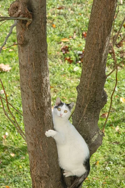 White Cat Climbing Tree Nature — Stock Photo, Image
