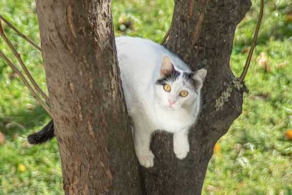 Gato Branco Escalando Uma Árvore Natureza — Fotografia de Stock