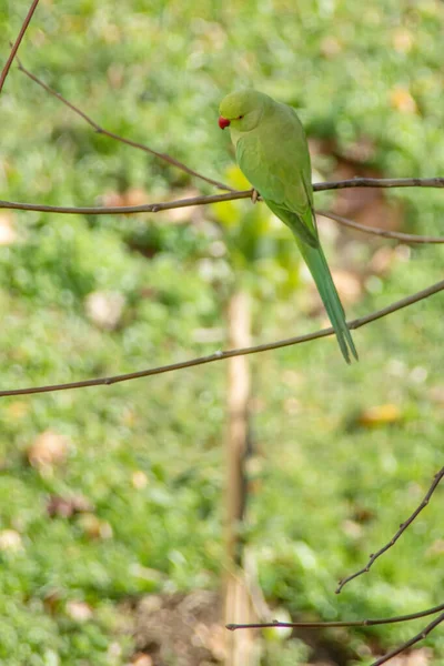 Zöld Papagáj Ágán Természetben — Stock Fotó