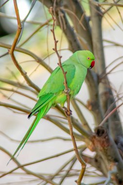 Doğadaki ağacın dalında yeşil bir papağan
