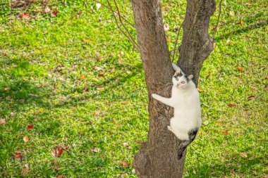 Beyaz kedi doğada ağaca tırmanıyor.
