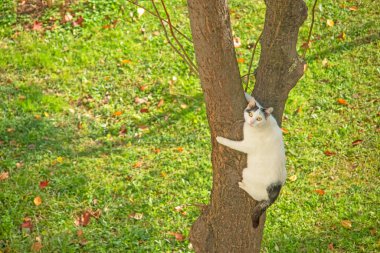 Beyaz kedi doğada ağaca tırmanıyor.