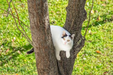 Beyaz kedi doğada ağaca tırmanıyor.