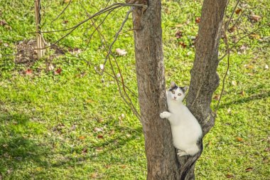 Beyaz kedi doğada ağaca tırmanıyor.