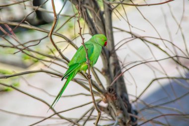 Doğadaki ağacın dalında yeşil bir papağan