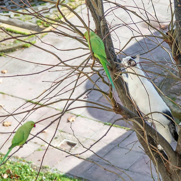 Weiße Katze Klettert Auf Baum Und Grüne Papageien Auf Ast — Stockfoto