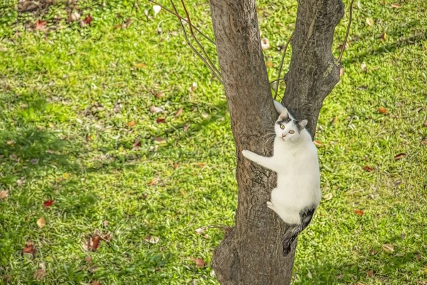 Gato Blanco Trepando Árbol Naturaleza —  Fotos de Stock