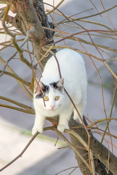 Gato Branco Escalando Uma Árvore Natureza — Fotografia de Stock