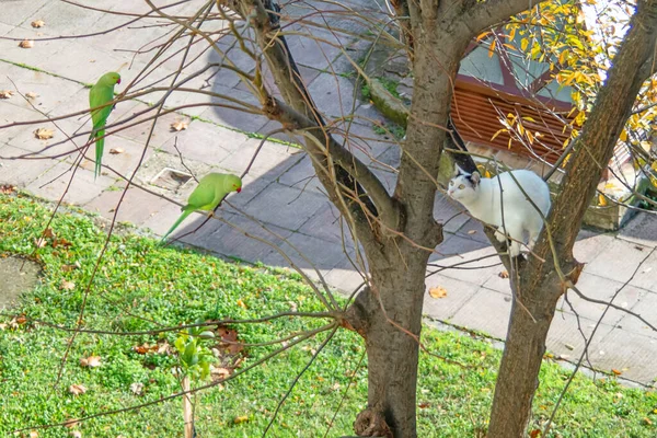 Белый Кот Лазает Дереву Зеленый Попугай Ветке Дерева — стоковое фото