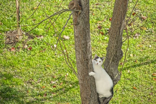 Witte Kat Klimmend Een Boom Natuur — Stockfoto