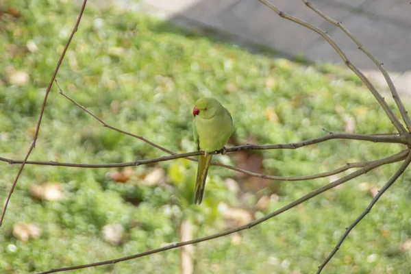 Grön Papegoja Grenen Trädet Naturen — Stockfoto