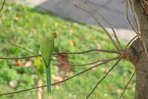 Πράσινος Παπαγάλος Στο Κλαδί Του Δέντρου Στη Φύση — Φωτογραφία Αρχείου