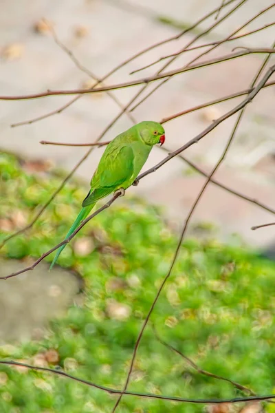 Perroquet Vert Sur Branche Arbre Dans Nature — Photo