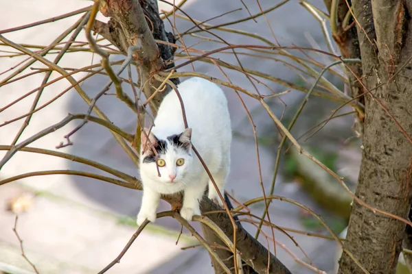 Weiße Katze Klettert Der Natur Auf Einen Baum — Stockfoto