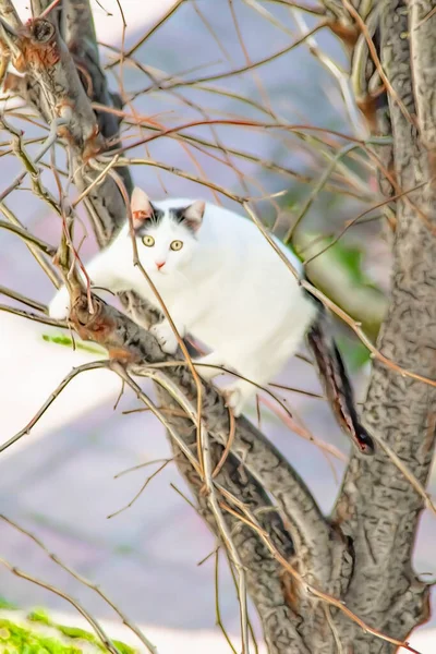 白猫爬上自然界中的树 — 图库照片