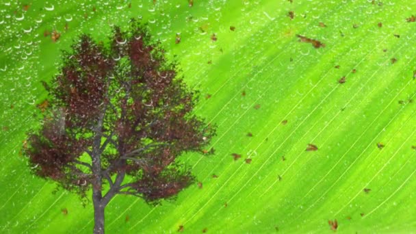 Zielona Przyroda Pory Roku Drzewa Naturalne Źródło Tlenu — Wideo stockowe