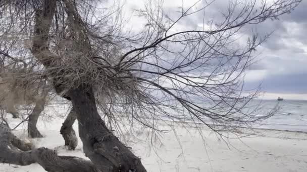 Menekse Istanbul Turecko Prosinec 2021 Stromy Pláži Zimní Sezóně Mořské — Stock video