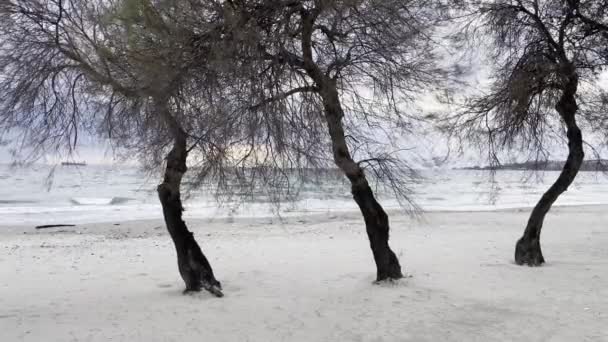 Menekse Istanbul Turkey December 2021 Δέντρα Στην Παραλία Κατά Χειμερινή — Αρχείο Βίντεο