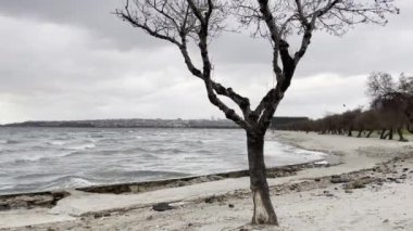 Menekşe, istanbul, Türkiye-10 Aralık 2021 kış mevsiminde sahildeki ağaçlar ve marmarmara denizi, İstanbul, Türkiye 'deki deniz dalgaları.