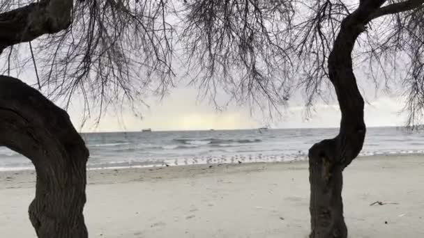Menekse Estambul Turquía Diciembre 2021 Árboles Playa Temporada Invierno Olas — Vídeos de Stock