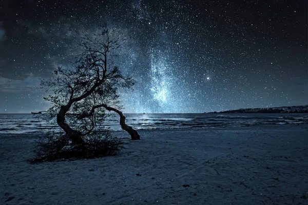 Arbres Sur Plage Nuit — Photo