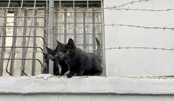Black Cat Kitten Fence — 图库照片