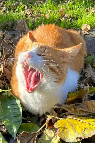 Cat Sitting Leaves Yawning — 图库照片