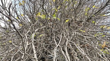 Kışın yaprak döken ağaç ve doğa.