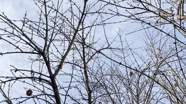 Drzewo Liściaste Sezonie Zimowym Przyroda — Zdjęcie stockowe