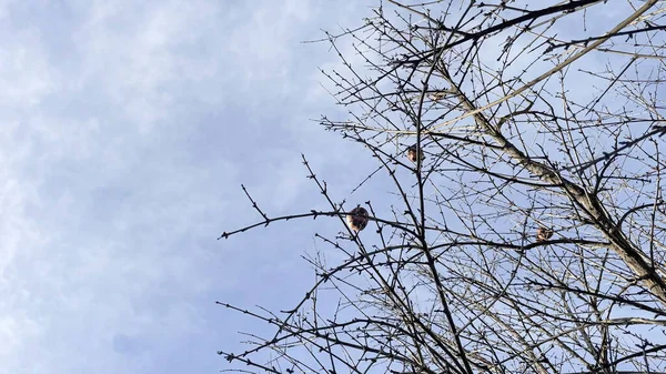 Φυλλοβόλο Δέντρο Κατά Χειμερινή Περίοδο Και Φύση — Φωτογραφία Αρχείου