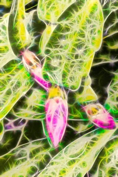Fracta Image Schlumbergera Christmas Cactus Pink Flowers — Stockfoto