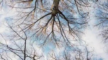 Yapraksız ağaçlar ve kışın mavi gökyüzü