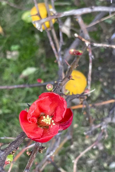 Close Japanese Quince Tree Flowers Tree Branch Nature — 图库照片