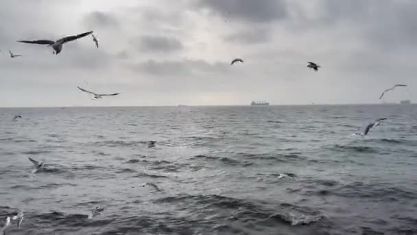 Marmara Sea View Seagulls Winter Season — 图库视频影像