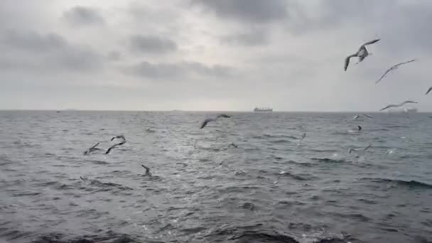 Marmara Sea View Seagulls Winter Season — 图库视频影像