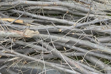 Doğada ağaç dalları kesilir.