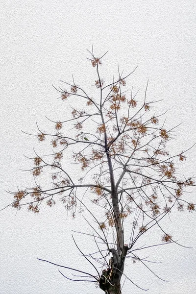 Träd Molnigt Väder Och Vintersäsong — Stockfoto