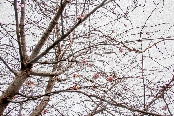 Tree Cloudy Weather Winter Season — ストック写真