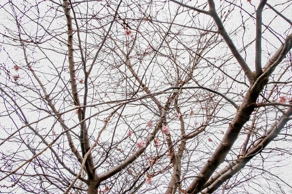 Tree Cloudy Weather Winter Season — ストック写真