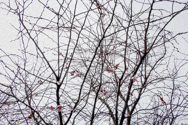 Drzewo Pochmurną Pogodę Sezon Zimowy — Zdjęcie stockowe