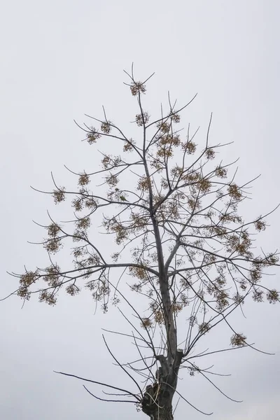 Winter Tree Silhouette Vector Nature — Stock Vector