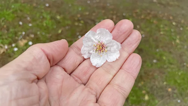 Zamknij Wiosenny Kwiat Dłoni — Zdjęcie stockowe