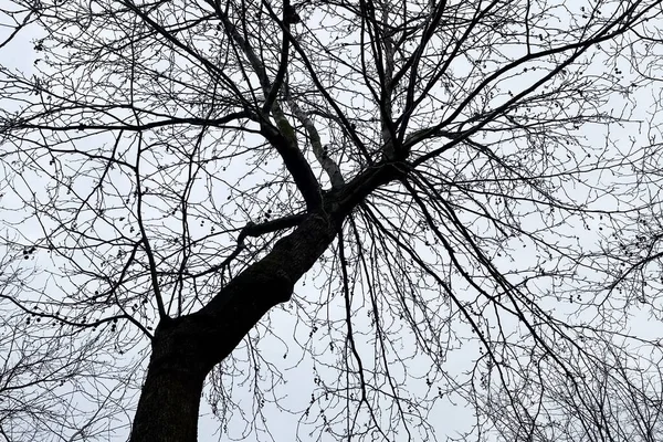 Silhouette Arbre Sans Feuilles Saison Hivernale — Photo