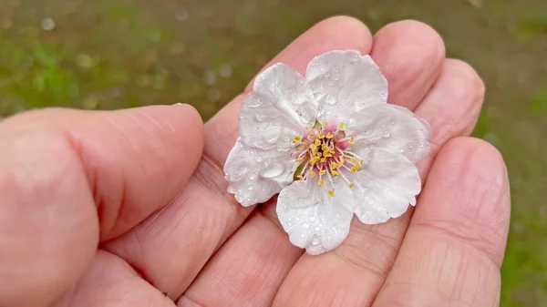 Close Spring Flower Hand — Stock Photo, Image