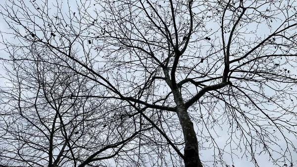 겨울에 잎없는 실루엣 — 스톡 사진